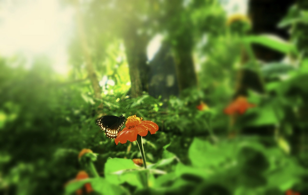 nature environment butterfly free photo