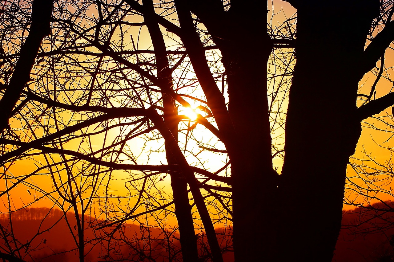 nature  sun  trees free photo