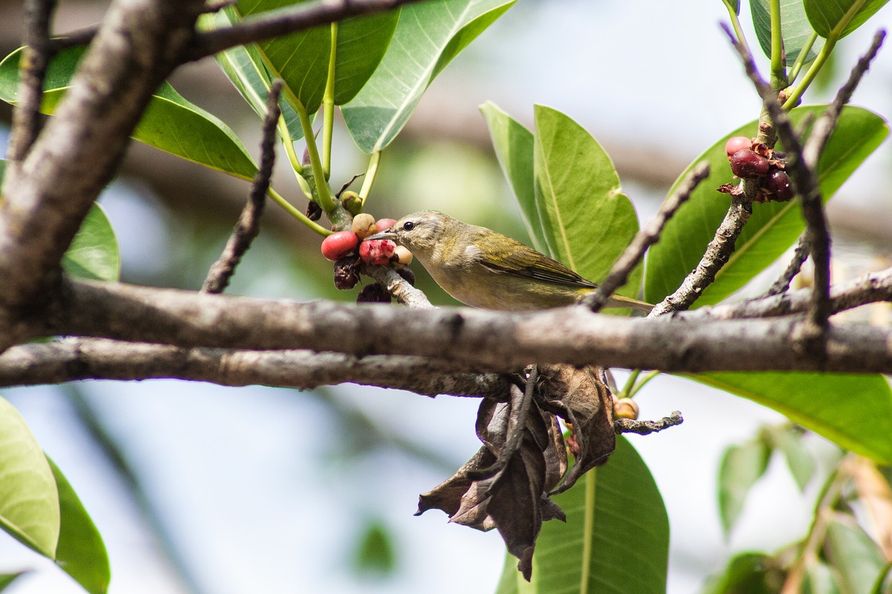 nature  birds  feathers free photo