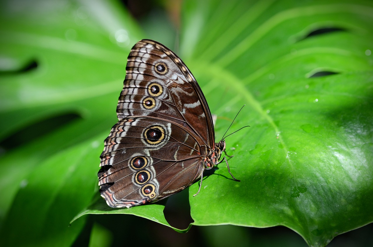 nature  butterfly  insect free photo