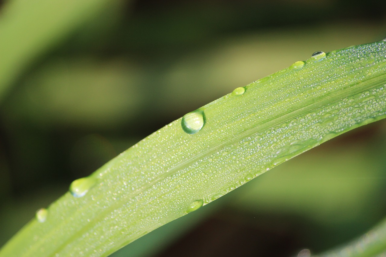 nature  rain  green free photo