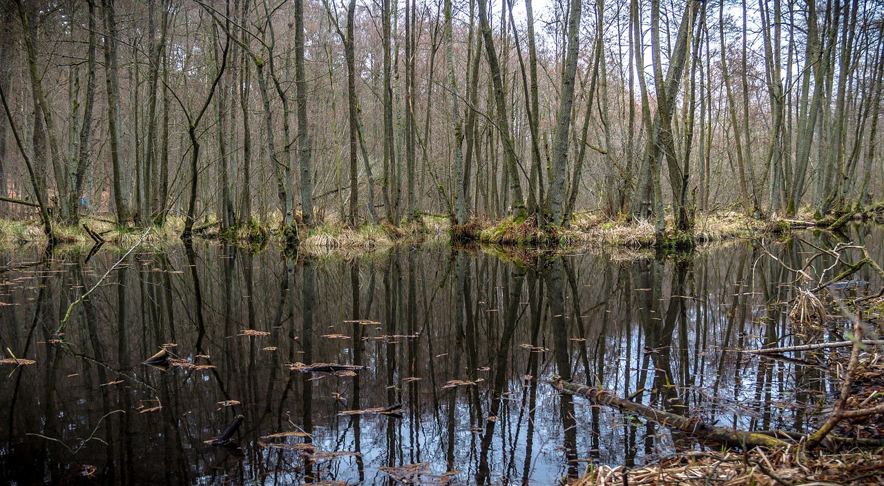 nature  swamp  landscape free photo