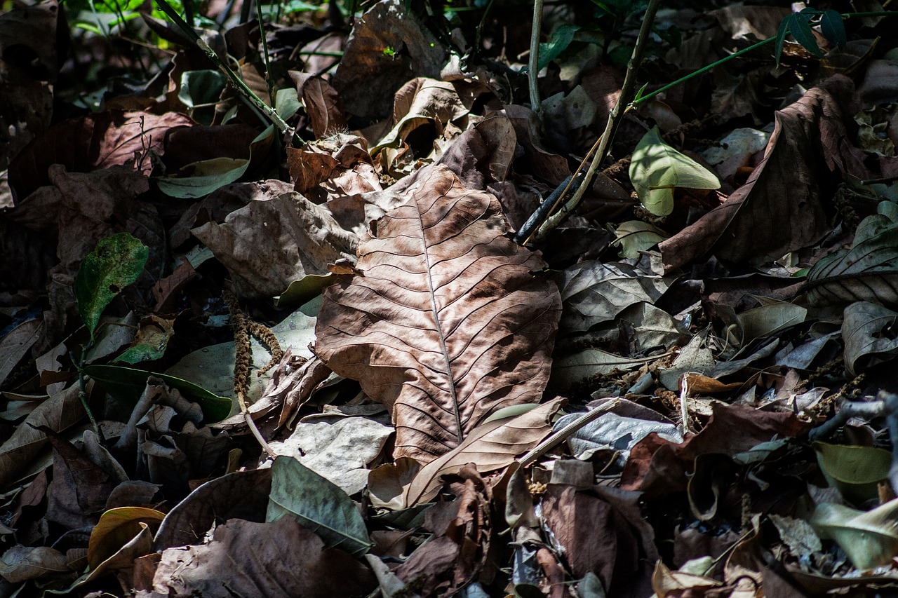 nature  dried leaves  leaves free photo