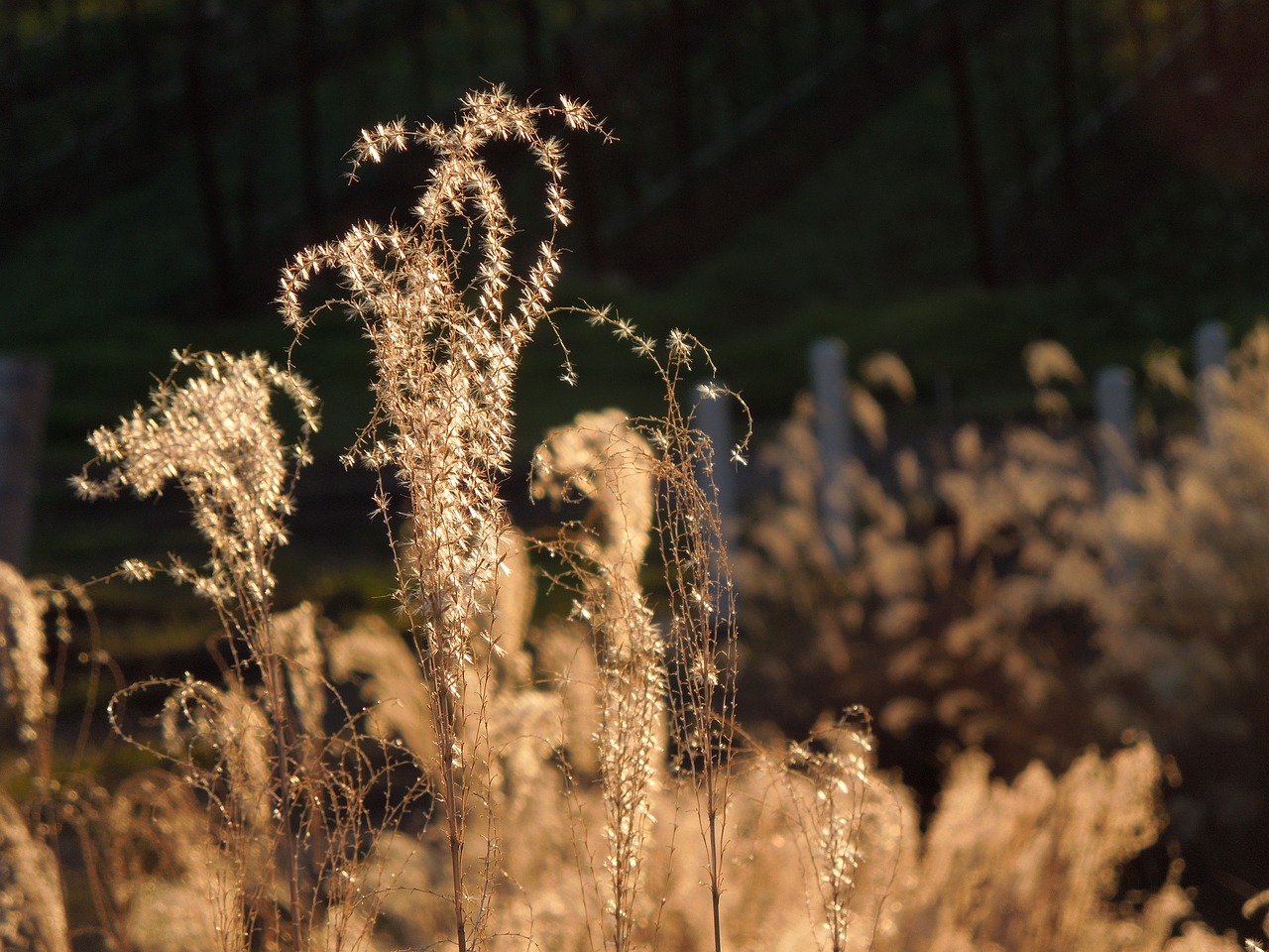 nature  sun  plants free photo