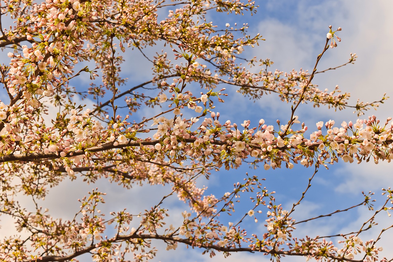 nature  cherry blossom  spring free photo