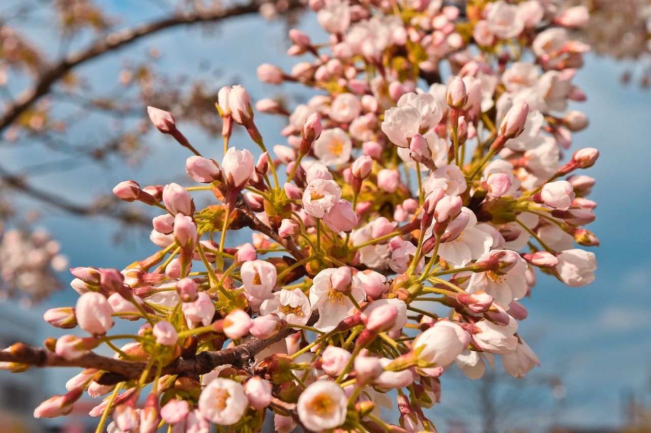 nature  cherry blossom  spring free photo