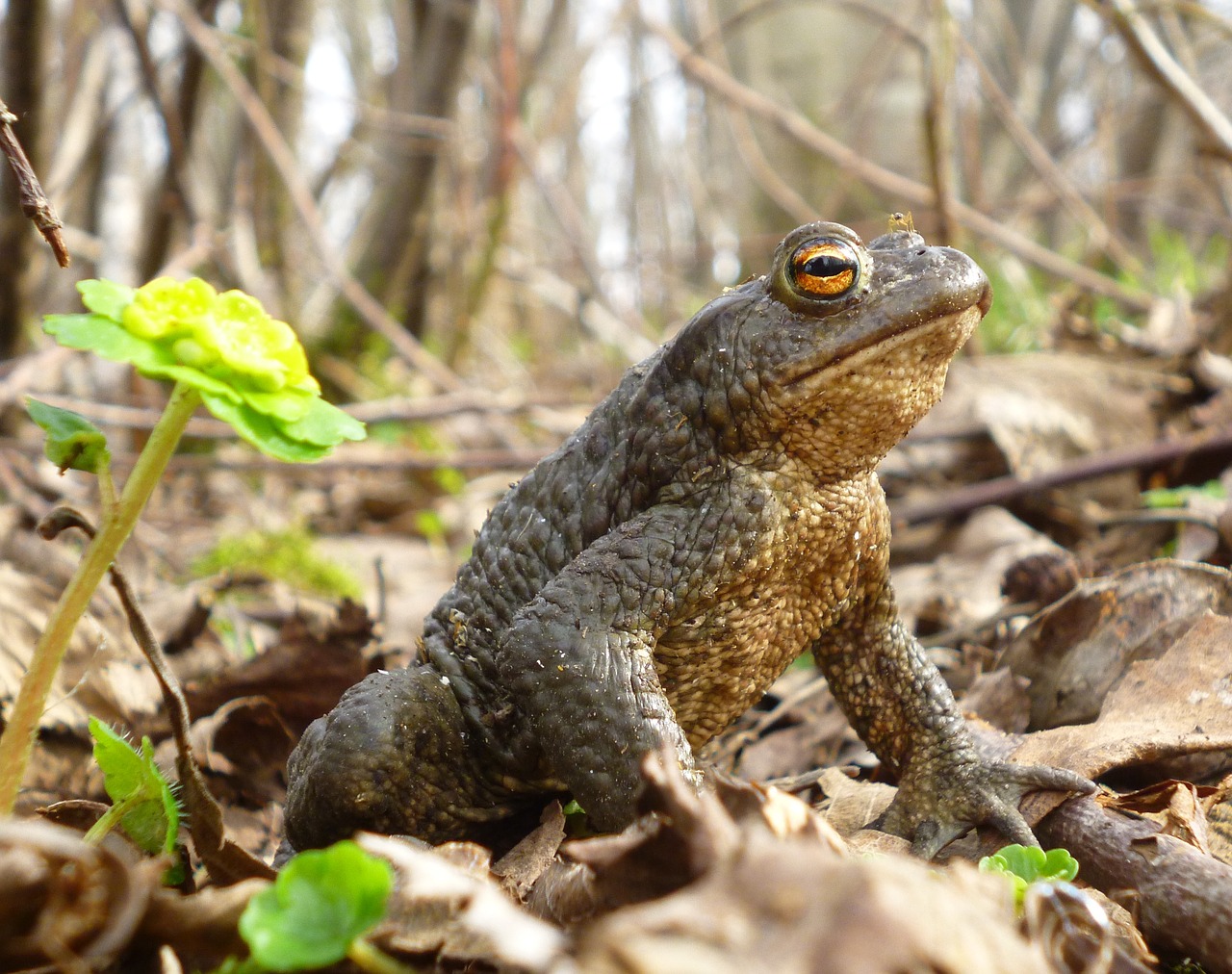 nature  toad  frog free photo