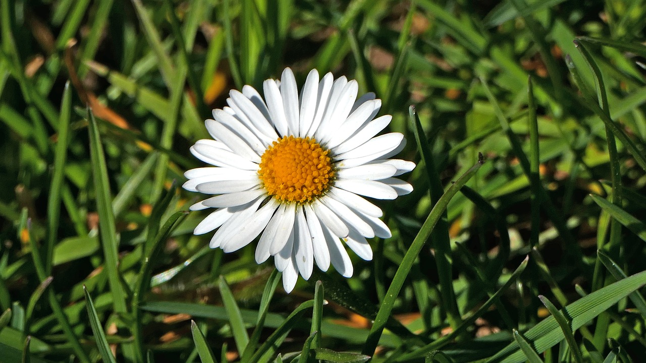 nature  meadow  landscape free photo