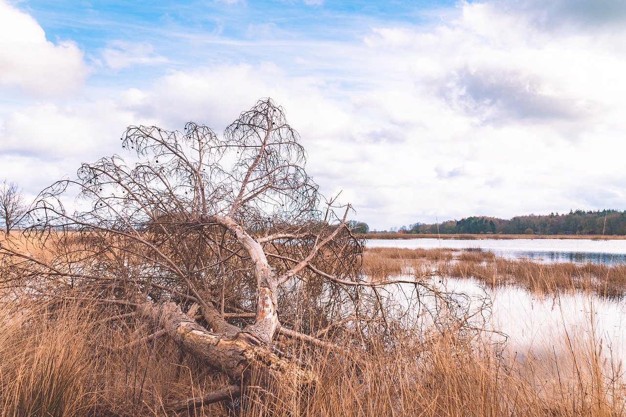 nature  tree  water free photo