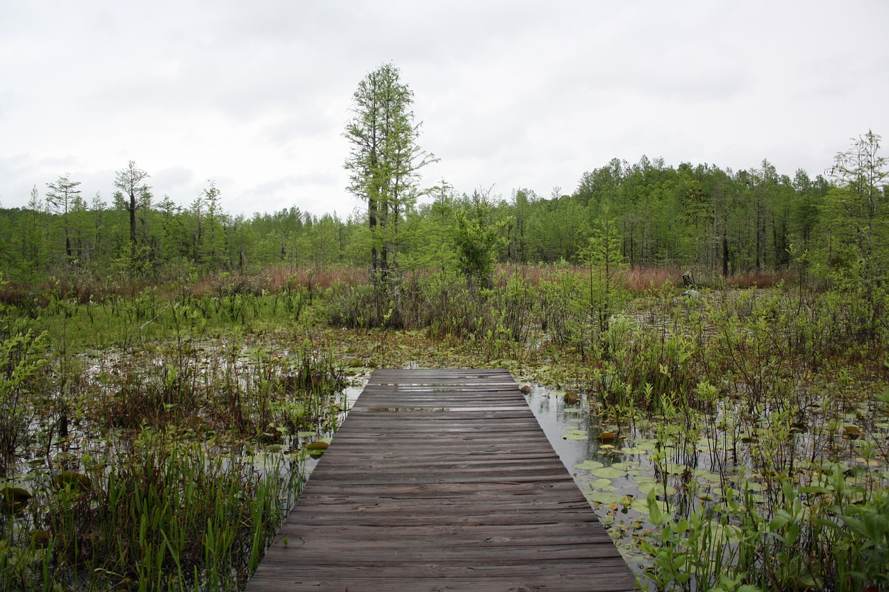 nature  swamp  peaceful free photo