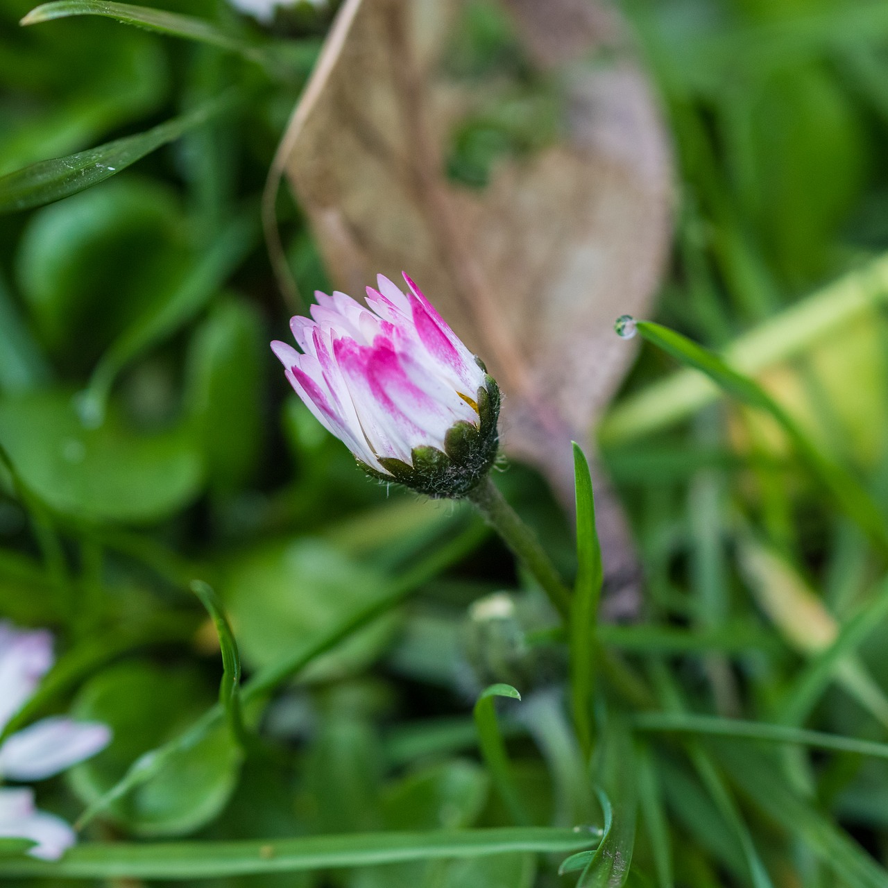 nature  pink  green free photo