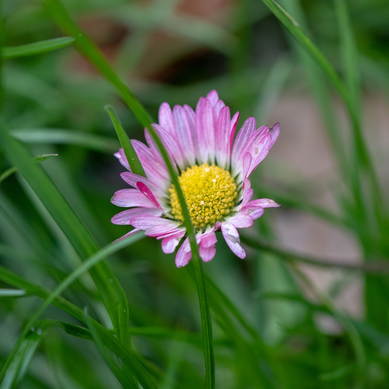 nature  pink  plant free photo