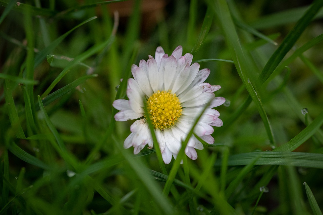 nature  pink  plant free photo