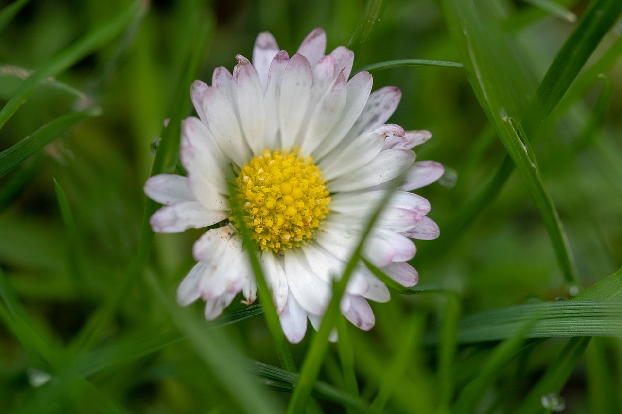 nature  pink  plant free photo