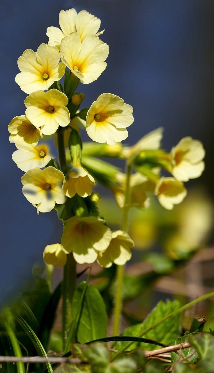 nature  forest  flowers free photo