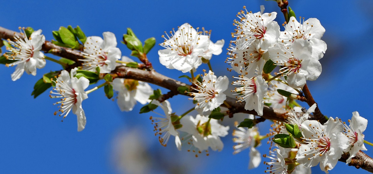 nature  tree  blossom free photo