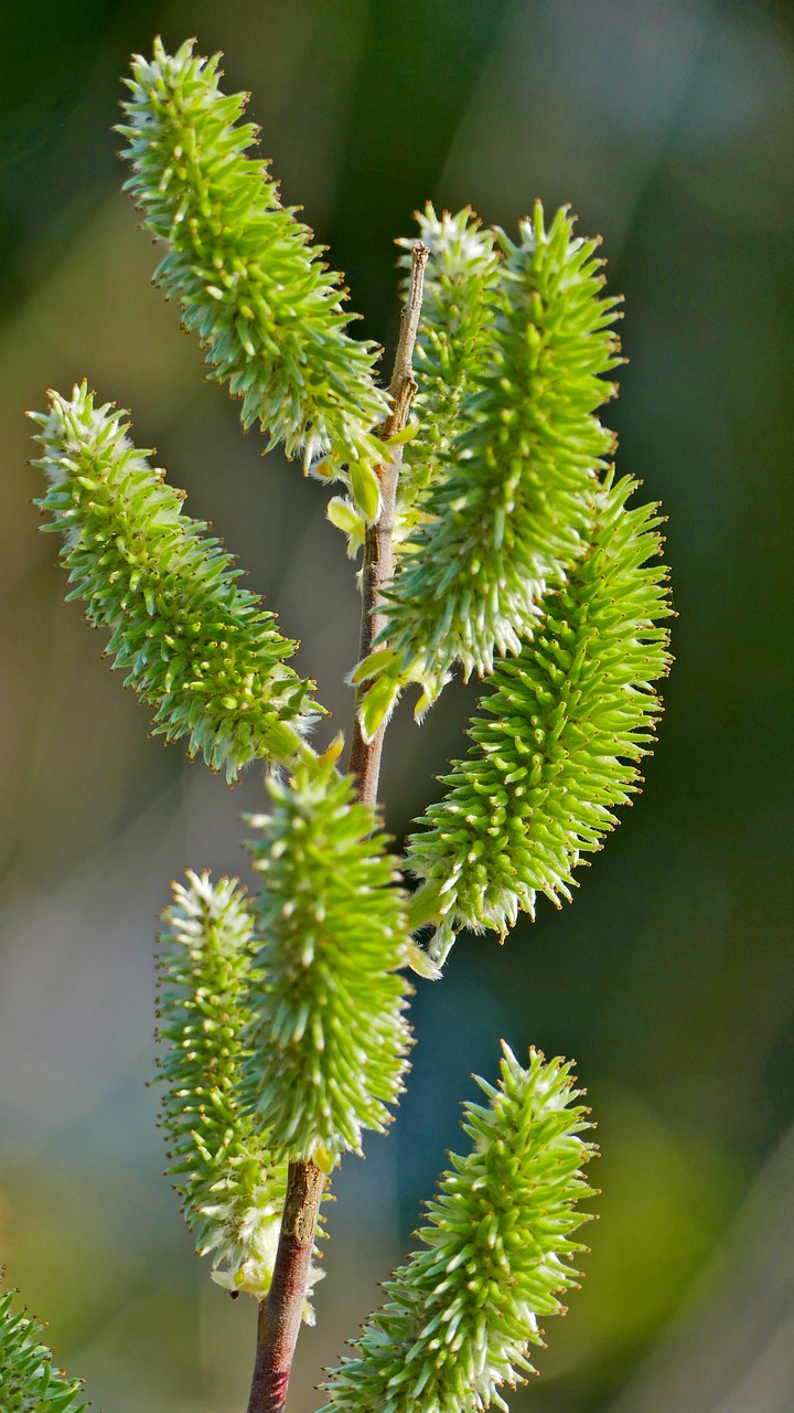 nature  landscape  plant free photo