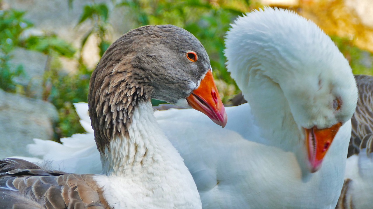 nature  animals  geese free photo