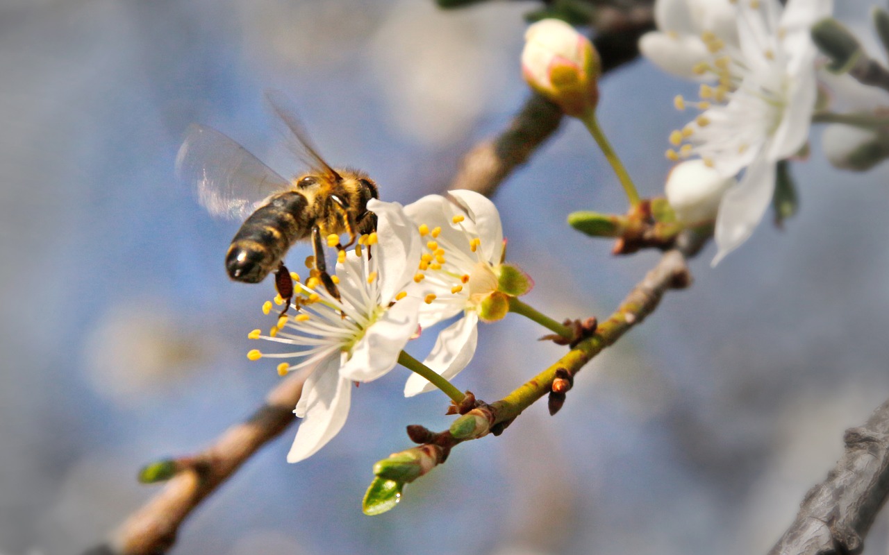 nature  spring  flower free photo