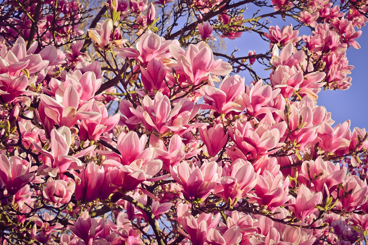 nature  tree  magnolia free photo