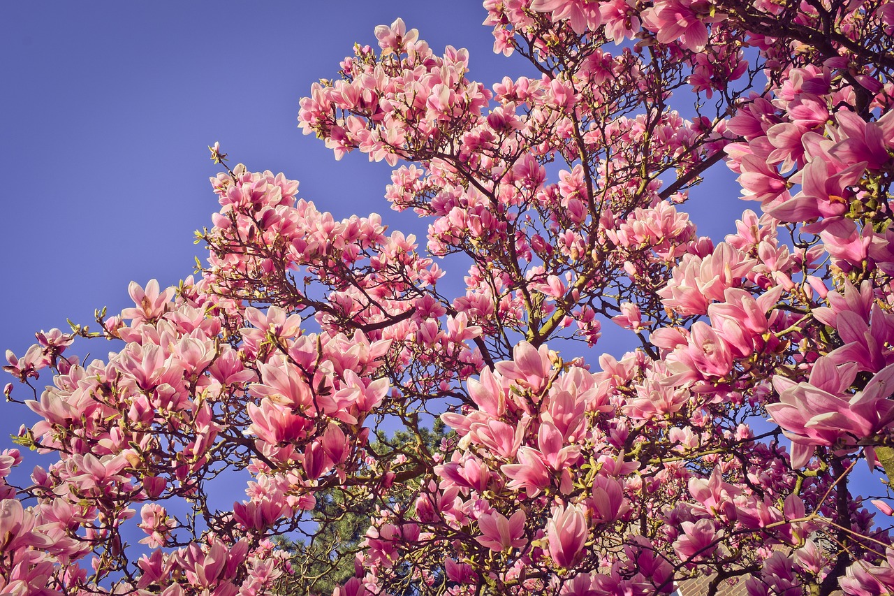 nature  tree  magnolia free photo