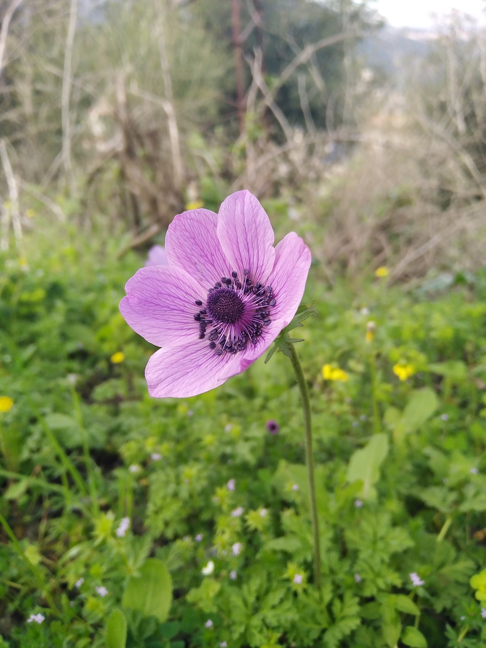 nature  grass  flowers free photo