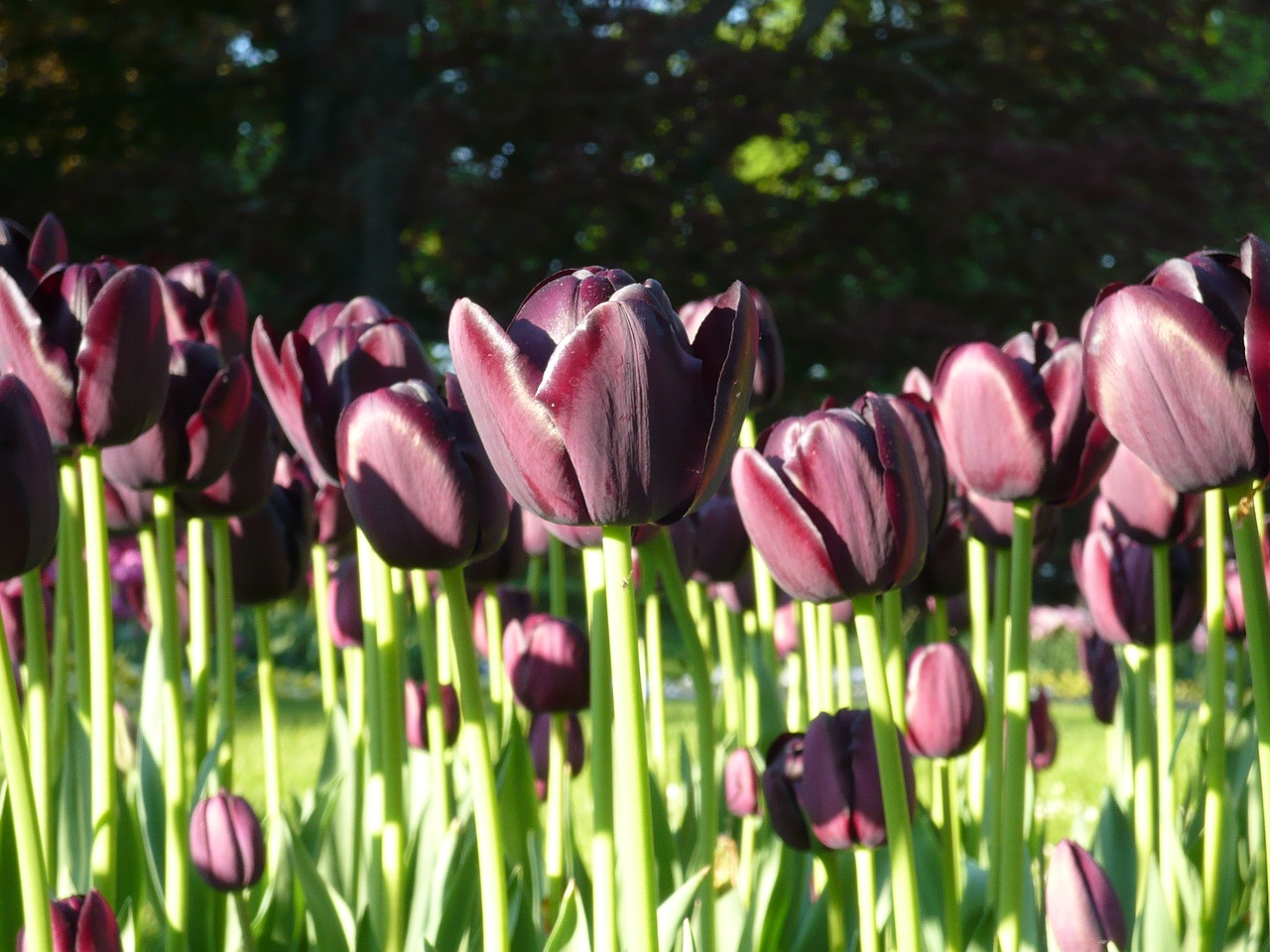 nature  tulips  green free photo