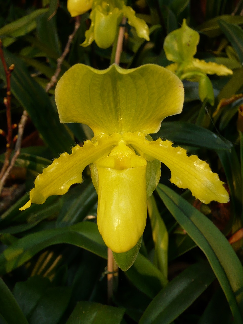 nature  orchid  yellow free photo