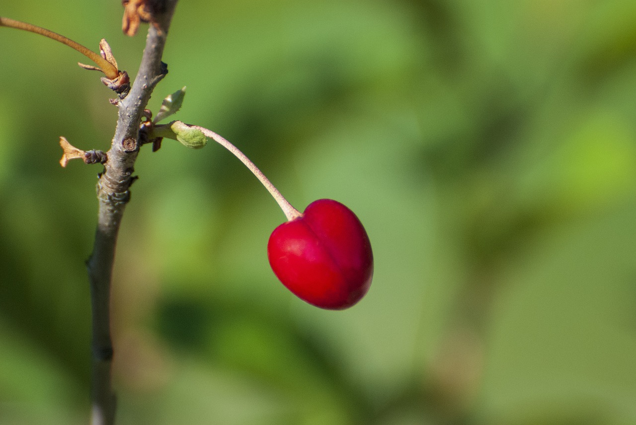 nature  cherry  garden free photo