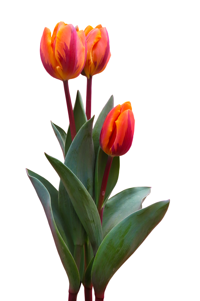 nature  flower  tulip free photo