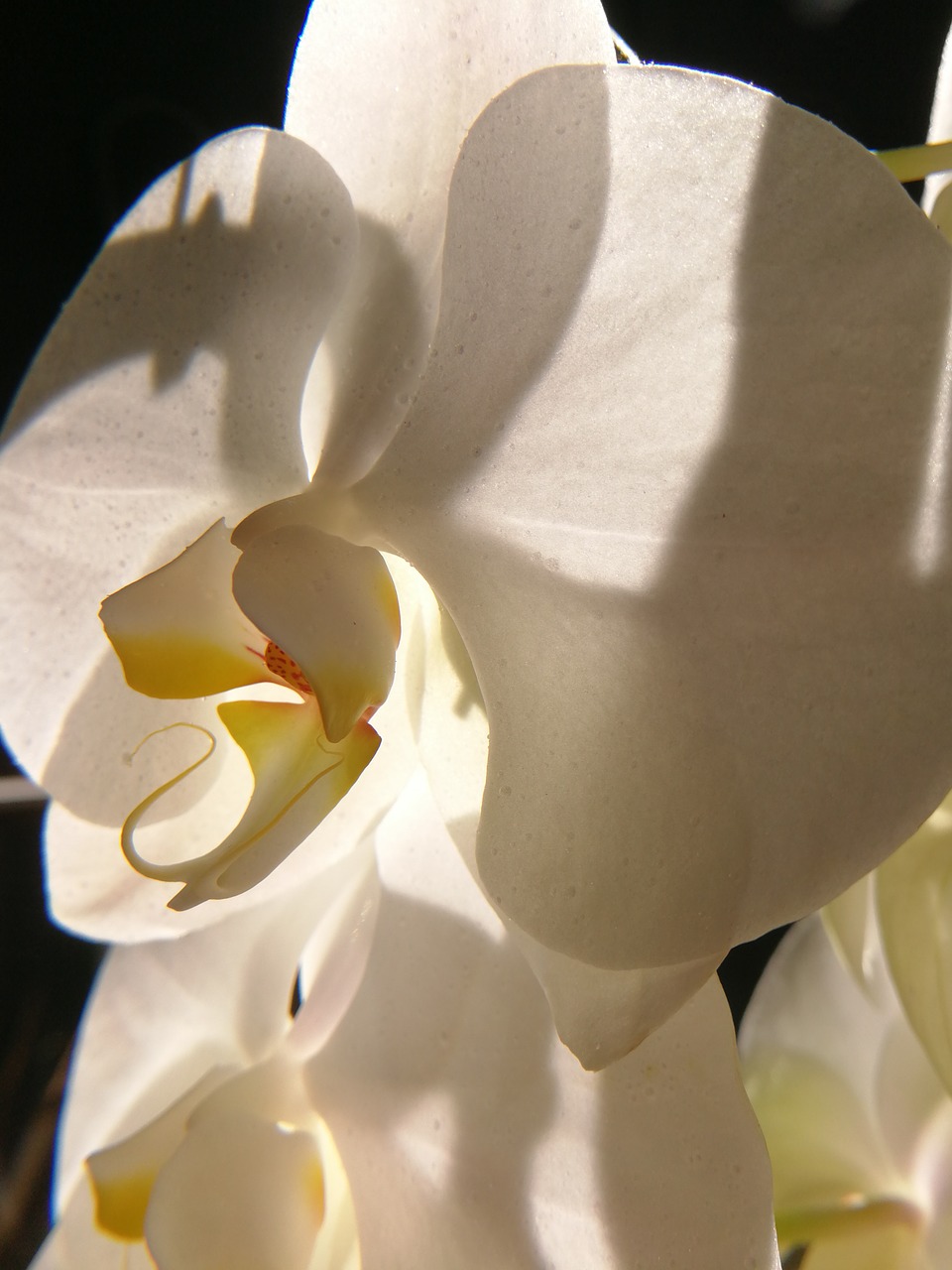 nature  beautiful  orchid free photo