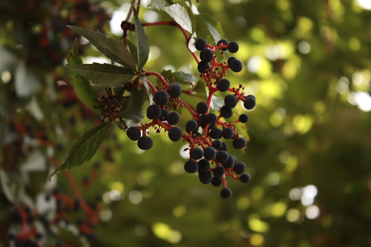 nature  green  wine free photo