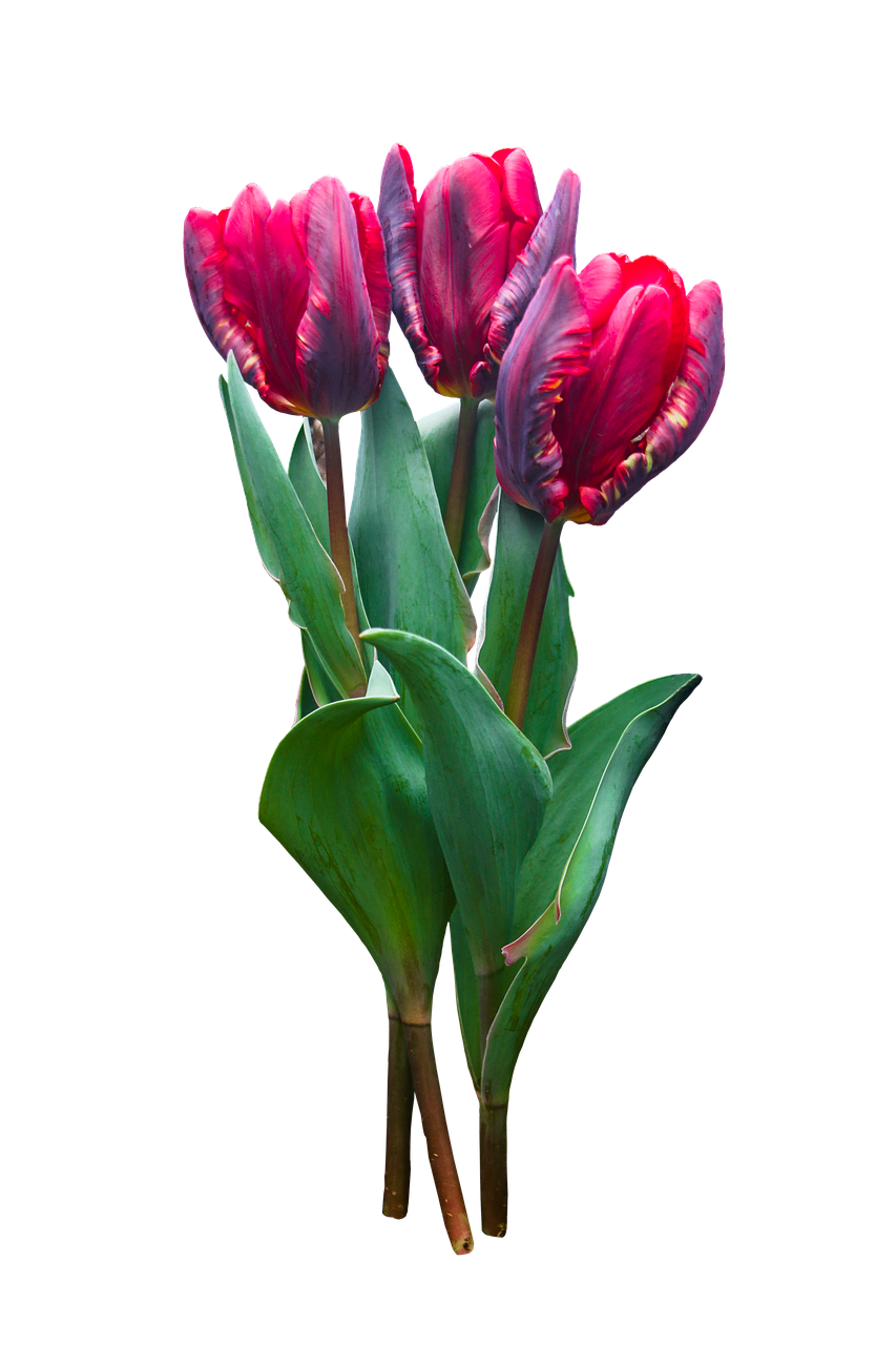 nature  flower  tulip free photo