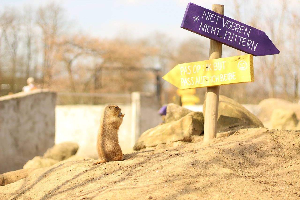 nature  animal  meerkat free photo