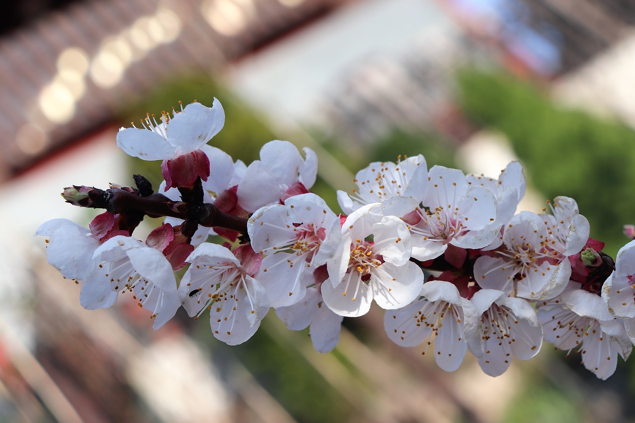 nature  spring  branch free photo