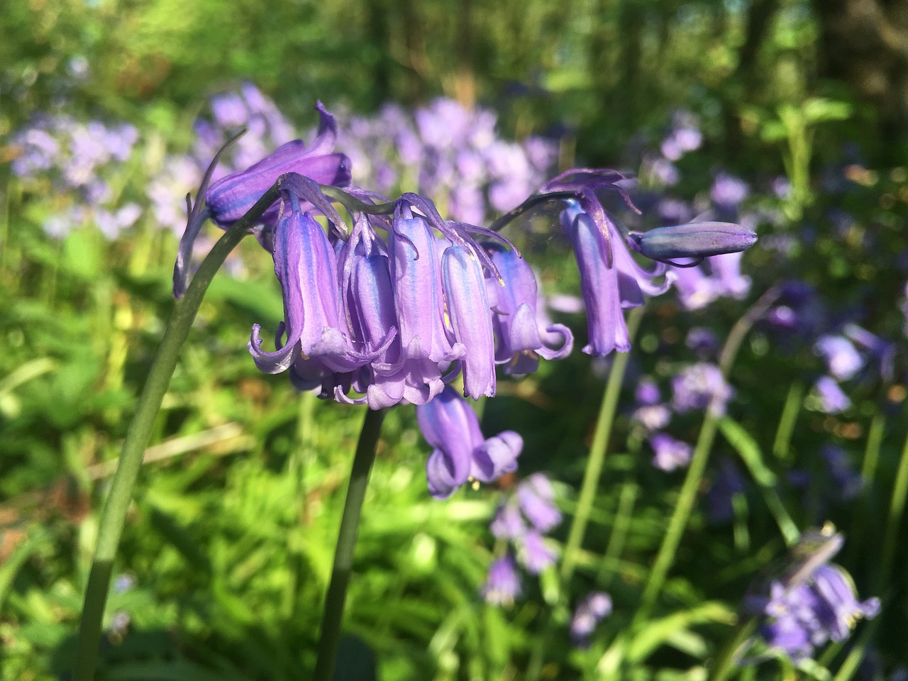 nature  plant  spring free photo