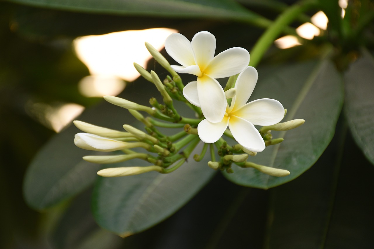 nature  plants  flowers free photo