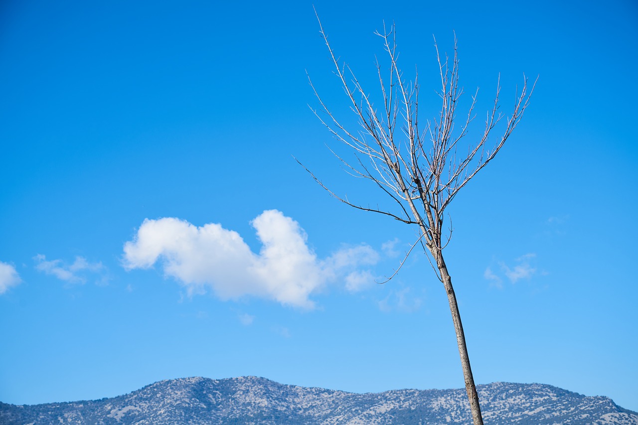 nature  tree  current season free photo