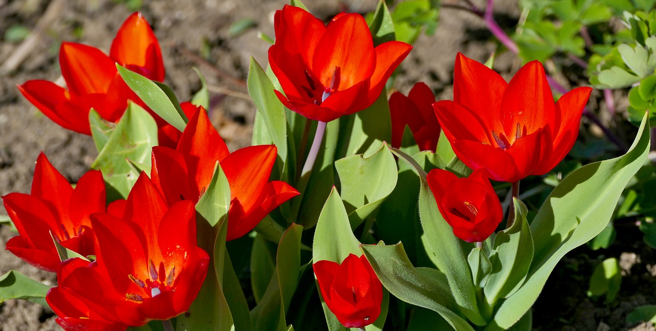 nature  plant  flowers free photo