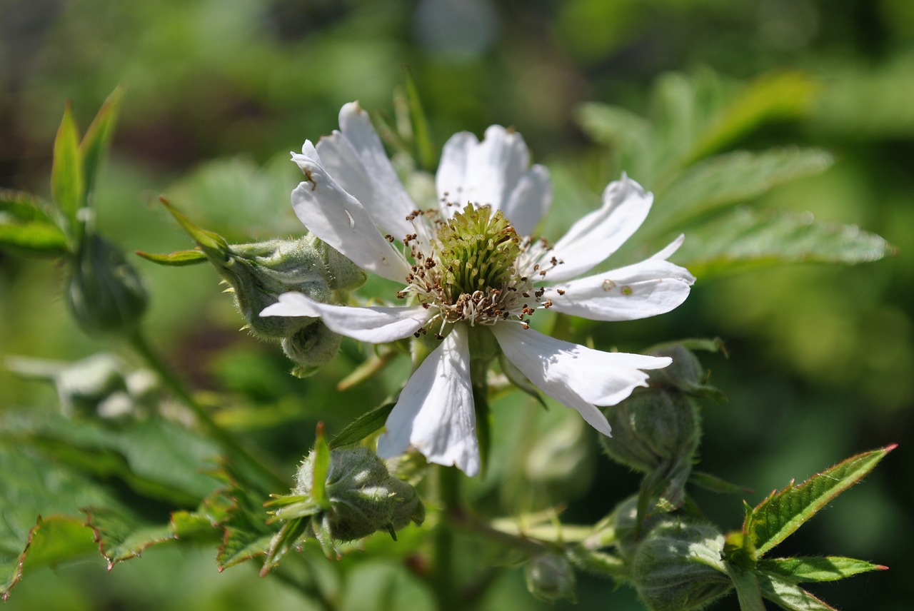 nature blossom bloom free photo