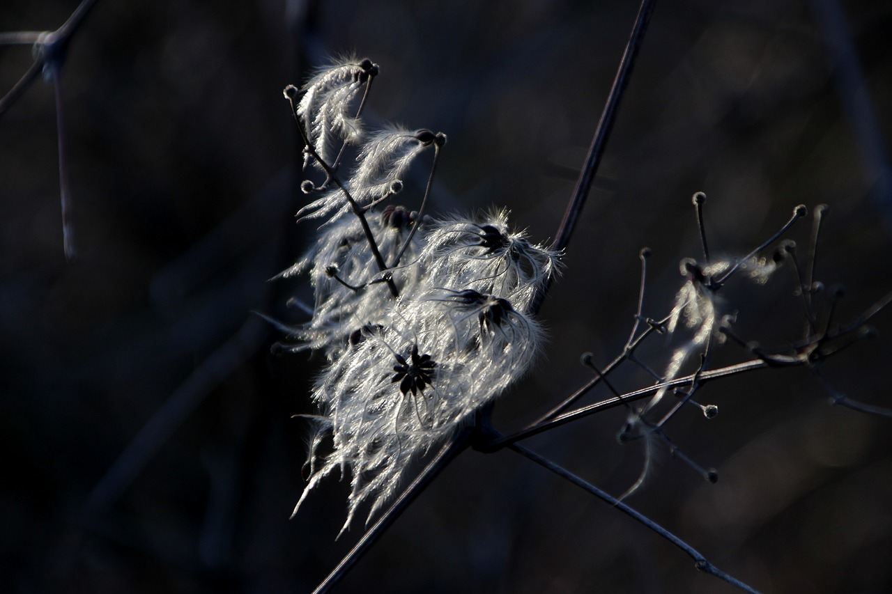 nature  spring  sun free photo