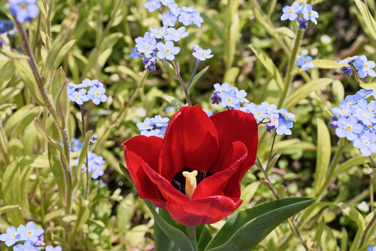 nature  flower  red free photo