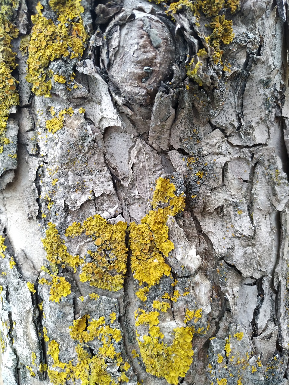 nature  forest  tree free photo