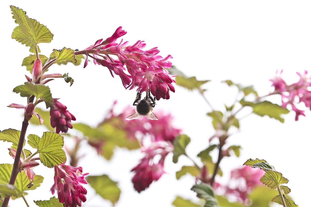 nature  zierjohannisstrauch  hummel free photo