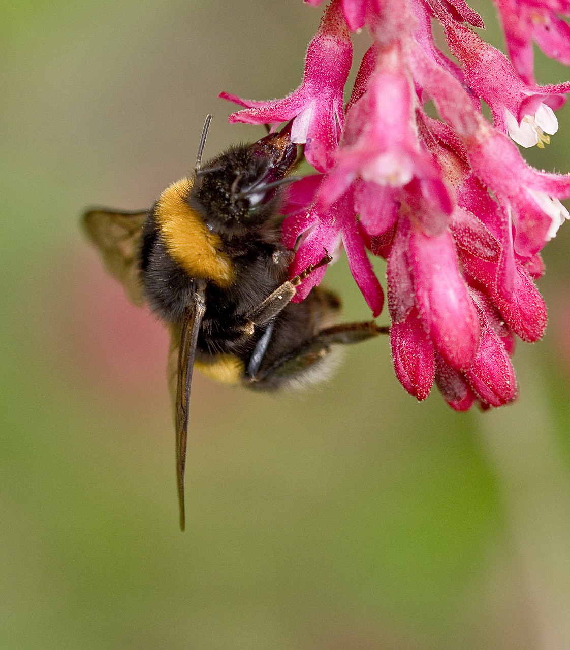 nature  zierjohannisstrauch  hummel free photo