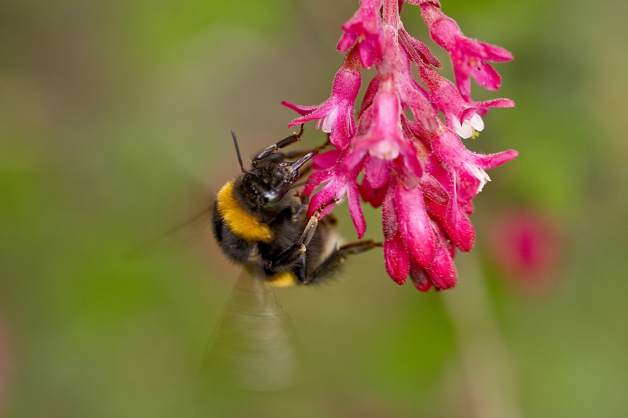 nature  zierjohannisstrauch  hummel free photo