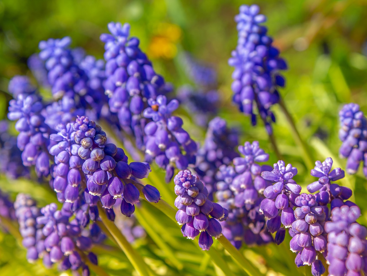 nature  plant  muscari free photo