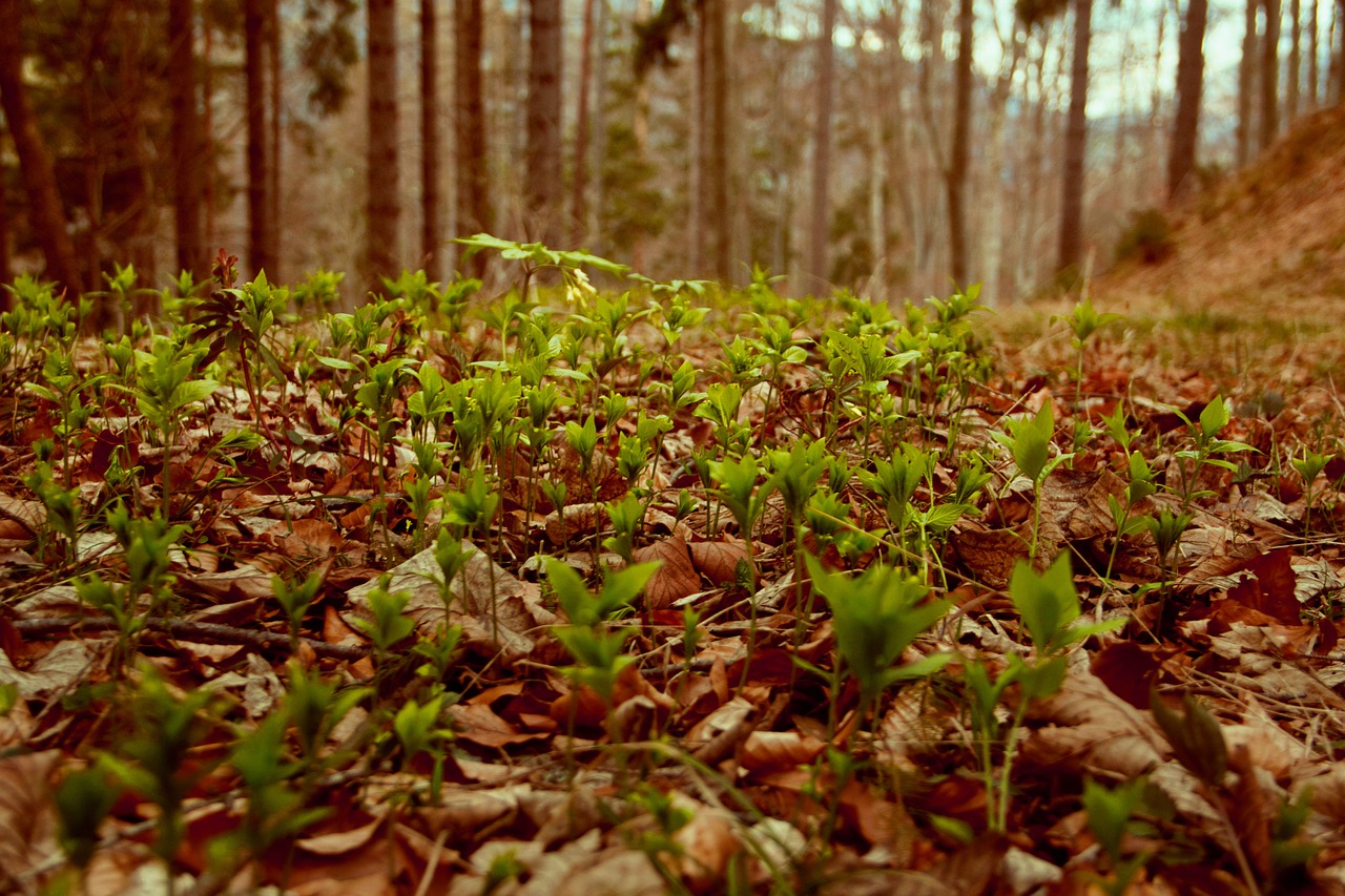 nature  forest  leaves free photo