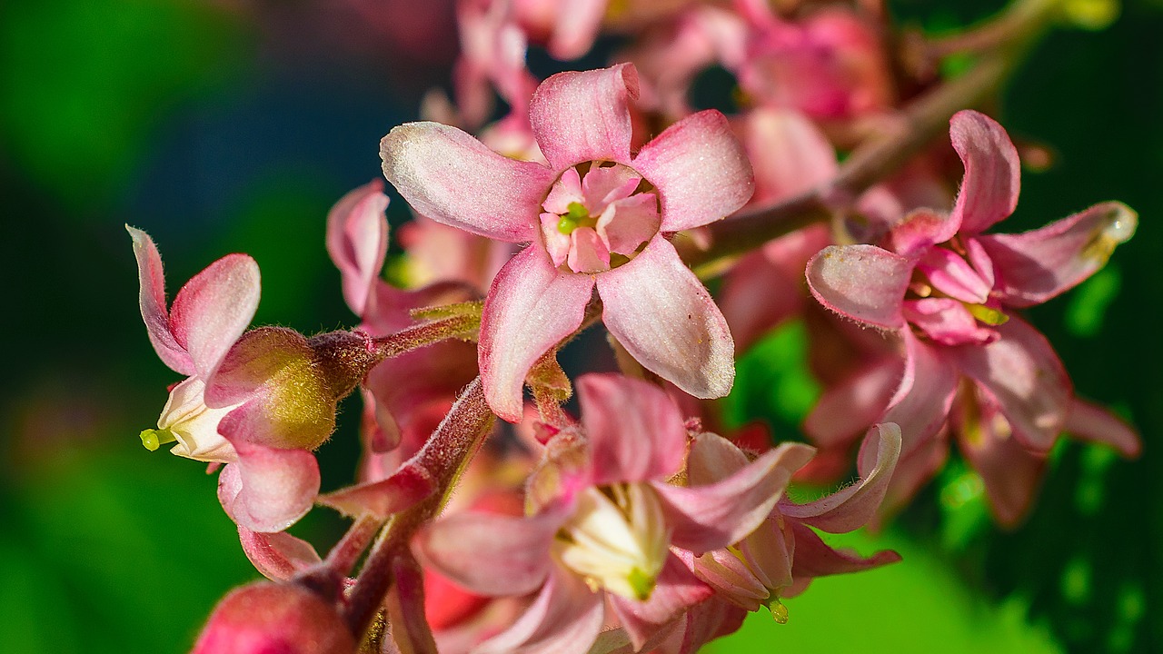 nature  spring  blossom free photo