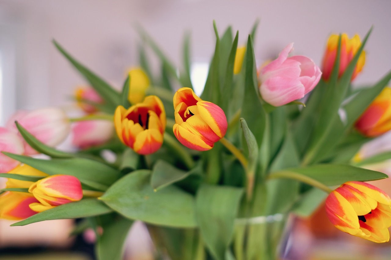 nature  flowers  tulips free photo